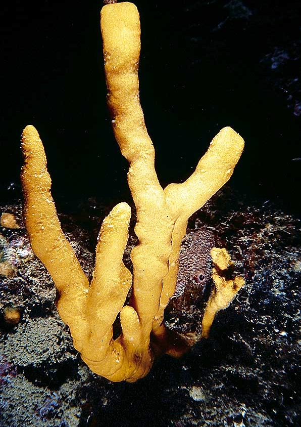 Axinella polypoides